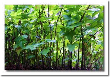 dapacu mini forests miniature forest